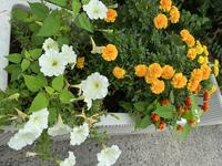 IMG_1250.jpeg