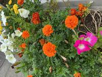 IMG_1251.jpeg