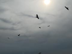 IMG_0258.jpeg