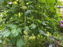 IMG_0509.jpeg