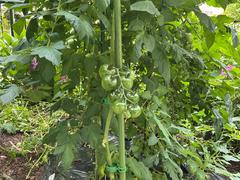 IMG_0510.jpeg