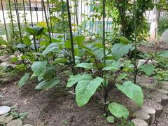 IMG_0512.jpeg