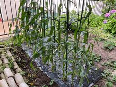 IMG_0515.jpeg