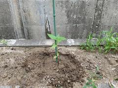 IMG_0591.jpeg