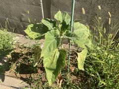 IMG_0771.jpeg