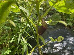IMG_0802.jpeg