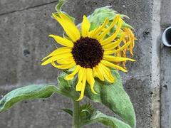 IMG_1736.jpg