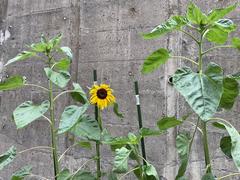 IMG_0701.jpeg