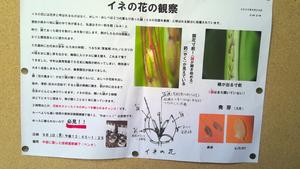 稲の花観察お知らせ