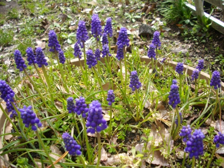 ムスカリIMGP2922.jpg