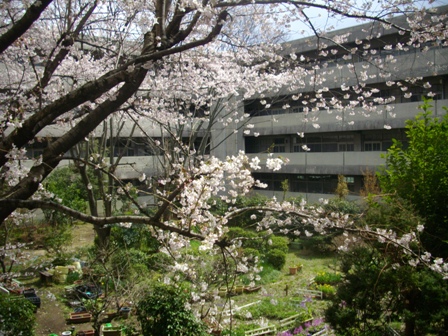 校舎と桜小IMGP2924.jpg