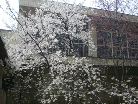 桜と体育館IMGP2918.jpg