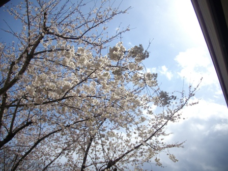 桜と空IMGP2925.jpg
