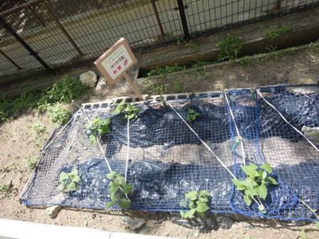 DSC03686.jpg幸せな畑小.jpg