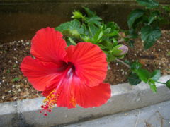 IMGP2151.JPG