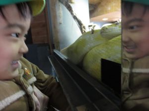 http://blog.suita.ed.jp/kin/02-dai3/youtien/1%2C13naoyahebi.jpg
