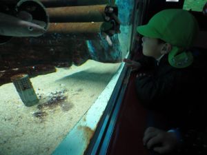 http://blog.suita.ed.jp/kin/02-dai3/youtien/1.13anago.jpg