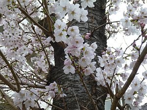 3.28 桜①.jpg