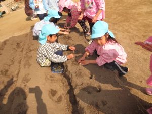 http://blog.suita.ed.jp/kin/02-dai3/youtien/2.24jagaimoue1.jpg