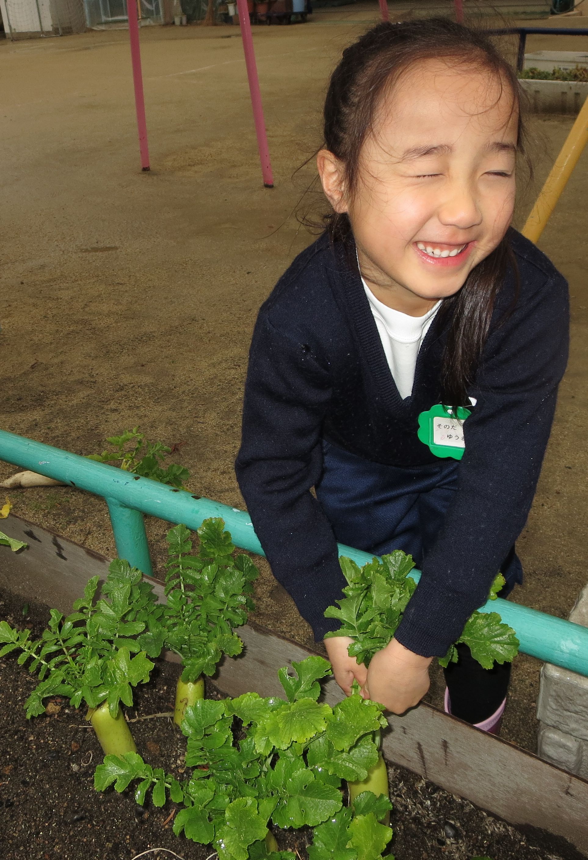 http://blog.suita.ed.jp/kin/02-dai3/youtien/2.26yukidaikonuki.jpg