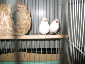 http://blog.suita.ed.jp/kin/02-dai3/youtien/300%E3%81%8D%E3%82%93%E3%81%8B%E3%81%A1%E3%82%87%E3%81%86.jpg