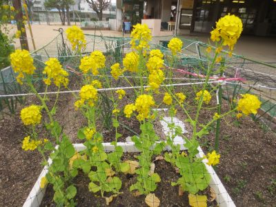 http://blog.suita.ed.jp/kin/02-dai3/youtien/4.4nanohana.jpg