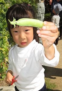 4.22豆収穫nana.jpg