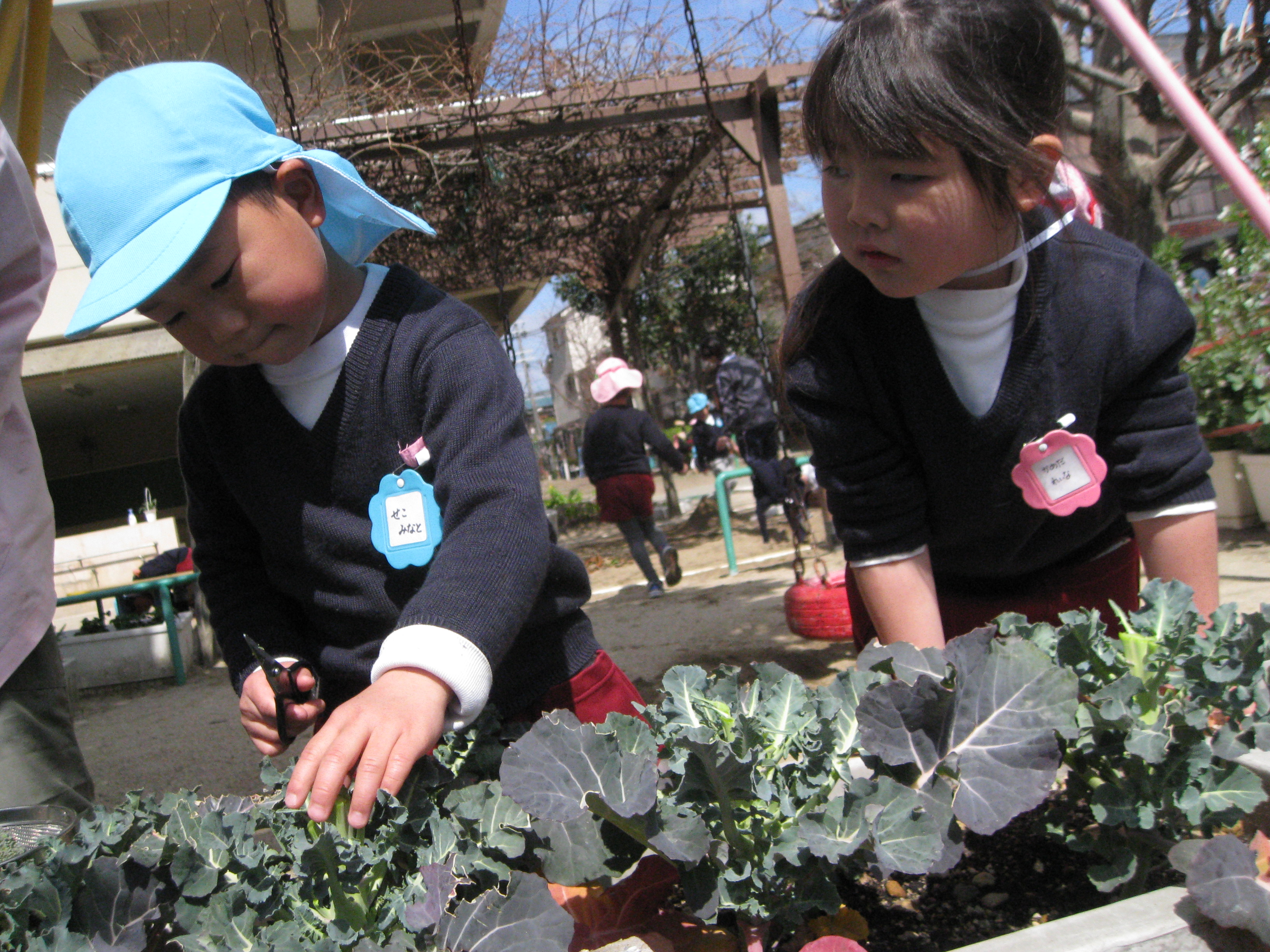 http://blog.suita.ed.jp/kin/02-dai3/youtien/IMG_4753.JPG