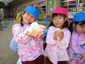 http://blog.suita.ed.jp/kin/02-dai3/youtien/hiyoko.jpg