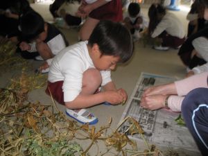 http://blog.suita.ed.jp/kin/02-dai3/youtien/mameryouma.jpg