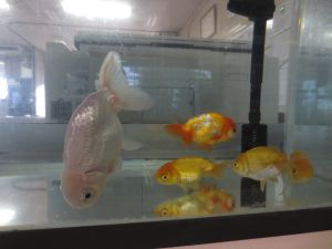 http://blog.suita.ed.jp/kin/02-dai3/youtien/rantyu5hiki.jpg