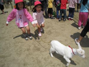 http://blog.suita.ed.jp/kin/02-dai3/youtien/yaginosannpo.jpg