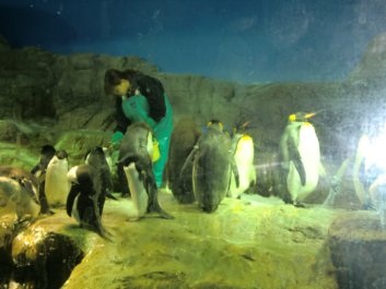 海遊館ペンギンCimg3613.jpg